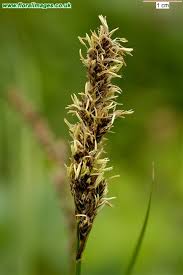 Attēlu rezultāti vaicājumam “Carex disticha”