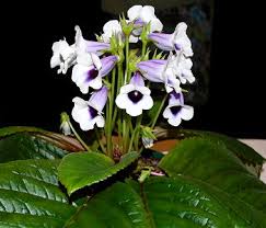 Image result for Sinningia