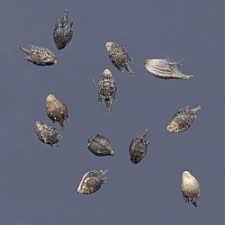 Attēlu rezultāti vaicājumam “Ambrosia artemisiifolia bud”