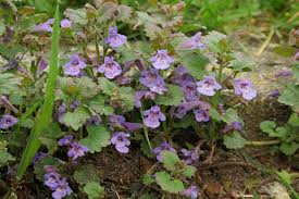 Image result for Glechoma hederacea