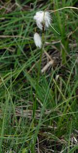 Attēlu rezultāti vaicājumam “Eriophorum latifolium flower”