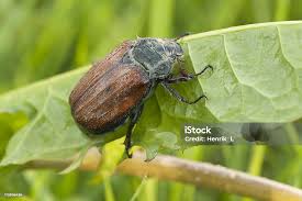 Attēlu rezultāti vaicājumam “Melolontha hippocastani”