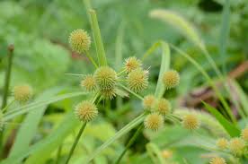 Attēlu rezultāti vaicājumam “Platydictya jungermannioides macro”