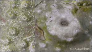 Attēlu rezultāti vaicājumam “Pertusaria leioplaca”