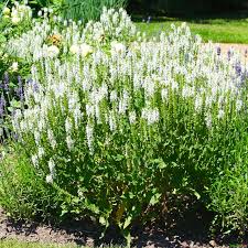 Image result for Salbei