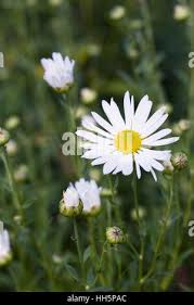 Image result for Leucanthemella serotina