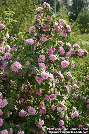 Attēlu rezultāti vaicājumam “Rosa majalis”