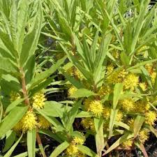 Attēlu rezultāti vaicājumam “Lysimachia thyrsiflora”