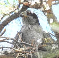 Attēlu rezultāti vaicājumam “Accipiter gentilis nest”