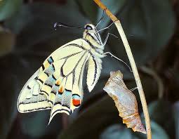Attēlu rezultāti vaicājumam “Papilio machaon upperside”