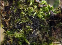 Attēlu rezultāti vaicājumam “Leptogium lichenoides”