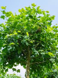 Attēlu rezultāti vaicājumam “Platanus x hispanica (syn. Platanus x acerifolia) leaf”