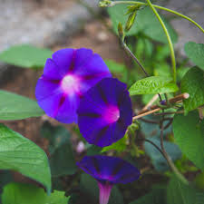 Image result for Ipomoea purpurea