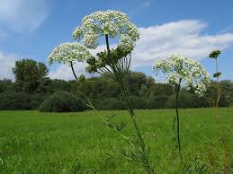 Attēlu rezultāti vaicājumam “Cnidium dubium”