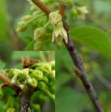 Attēlu rezultāti vaicājumam “Frangula alnus bud”