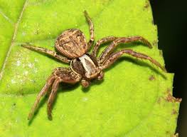 Attēlu rezultāti vaicājumam “Xysticus cristatus”