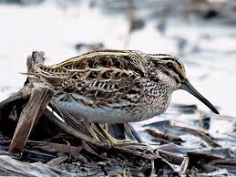 Image result for Lymnocryptes minimus