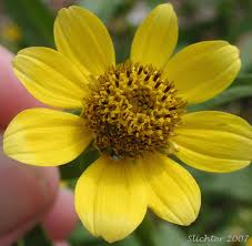 Attēlu rezultāti vaicājumam “Bidens cernua flower”