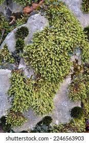 Attēlu rezultāti vaicājumam “Hedwigia ciliata”