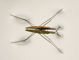 Attēlu rezultāti vaicājumam “Aquarius najas”