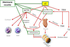 Attēlu rezultāti vaicājumam “Cinclidotus danubicus”