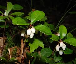 Attēlu rezultāti vaicājumam “Gaultheria cuneata”