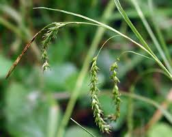 Attēlu rezultāti vaicājumam “Carex sylvatica”