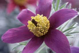 Attēlu rezultāti vaicājumam “Pulsatilla vulgaris”