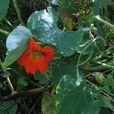 Attēlu rezultāti vaicājumam “Tropaeolum majus flower”