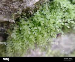 Attēlu rezultāti vaicājumam “Mnium stellare”