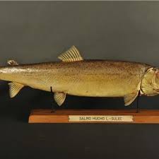 Image result for Lithognathus lithognathus