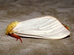 Attēlu rezultāti vaicājumam “Hepialus humuli male”