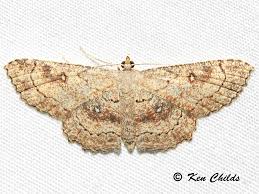 Attēlu rezultāti vaicājumam “Cyclophora pendularia”