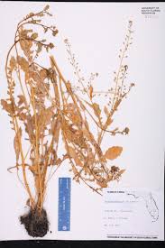 Attēlu rezultāti vaicājumam “Rorippa palustris”