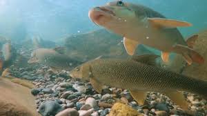 Image result for Barbus barbus