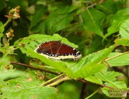 Attēlu rezultāti vaicājumam “Nymphalis antiopa underside”