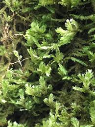 Attēlu rezultāti vaicājumam “Neckera crispa sporophyte”
