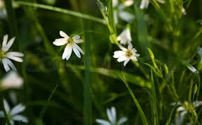 Attēlu rezultāti vaicājumam “Stellaria holostea flower”