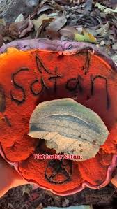 Attēlu rezultāti vaicājumam “Didymium verrucisporum stalked”