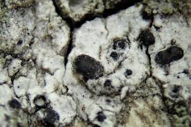 Attēlu rezultāti vaicājumam “Acrocordia gemmata”