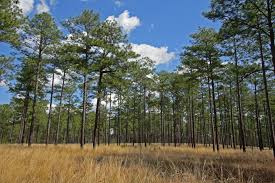 Attēlu rezultāti vaicājumam “Polymerus palustris”