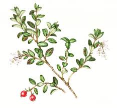 Attēlu rezultāti vaicājumam “Vaccinium vitis-idaea”