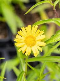 Image result for Buphthalmum salicifolium