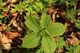 Attēlu rezultāti vaicājumam “Paris quadrifolia leaf”