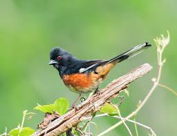 Image result for Pipilo erythrophthalmus