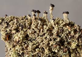 Attēlu rezultāti vaicājumam “Cladonia parasitica”