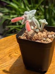 Image result for Sinningia