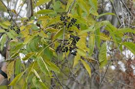 Attēlu rezultāti vaicājumam “Phellodendron amurense fruit”
