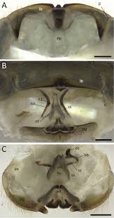 Attēlu rezultāti vaicājumam “Strongylosoma pallipes”