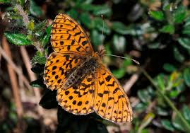 Attēlu rezultāti vaicājumam “Boloria dia”